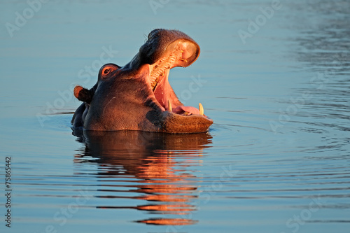 Hippopotamus with open mount in water