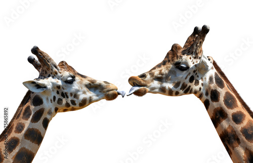 Photography Portrait of a kissing giraffes isolated on white background