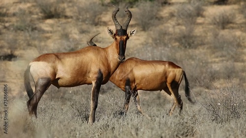 Red hartebeest antelopes in natural habitat, Kalahari