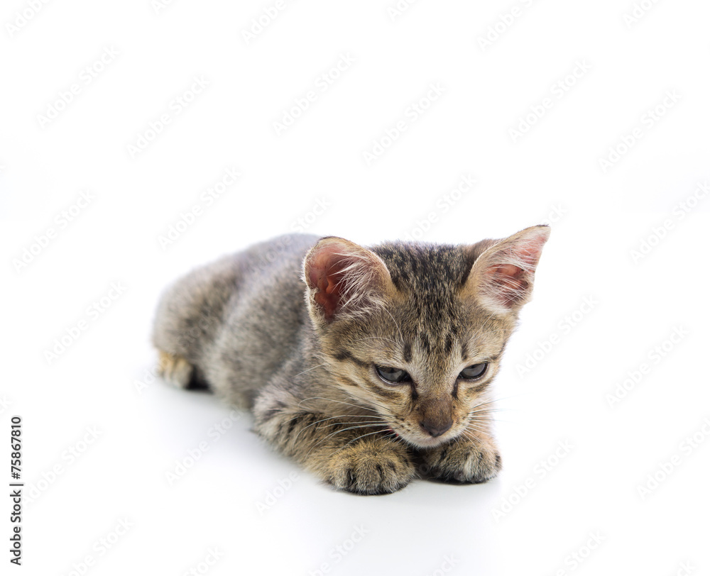 Obraz premium Cute tabby kitten isolated
