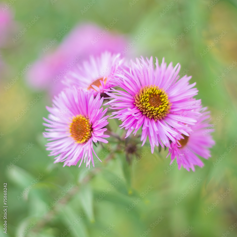 Fototapeta premium pink flower