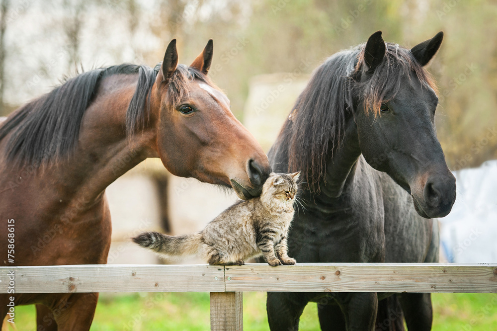 Naklejka premium Przyjaźń kota i koni
