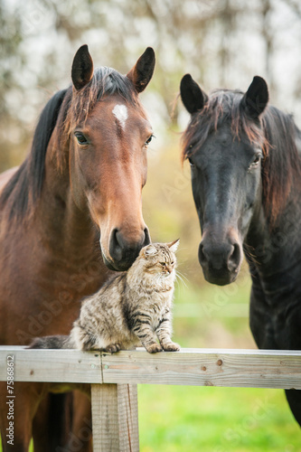 Tabby cat sitting on the fence near the horses
