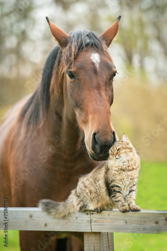 Friendship of cat and horse