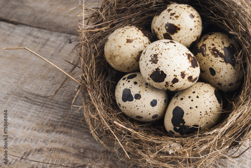 quail eggs in nest quail eggs in nest