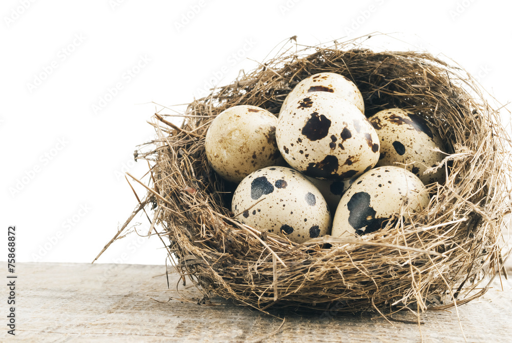 Obraz premium quail eggs in nest