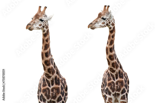 Giraffes Isolated