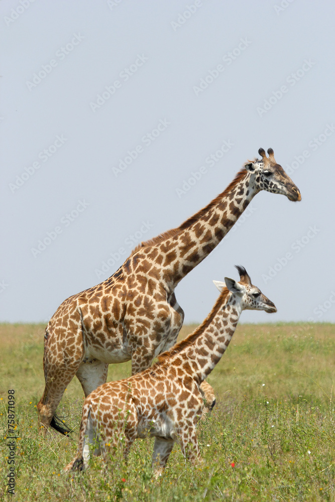 Obraz premium Young giraffe with mother
