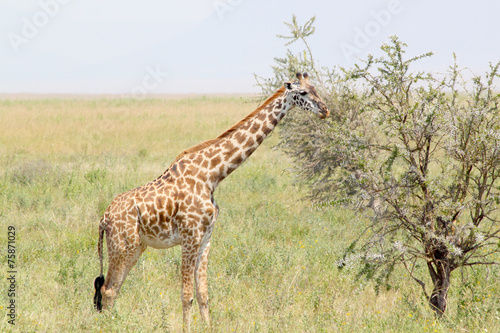 Youbg giraffe eating from a tree © mattiaath