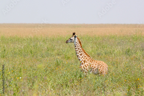 Photography Baby giraffe in the grass
