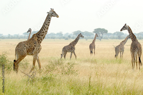 Herd of giraffes in Tanzania © mattiaath