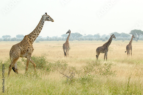 Giraffes in Serengeti © mattiaath