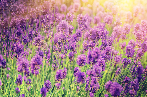 Closeup of lavender field © Grecaud Paul