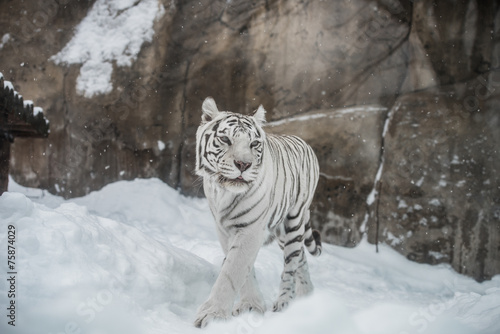 Fototapeta Naklejka Na Ścianę i Meble -  white Tiger