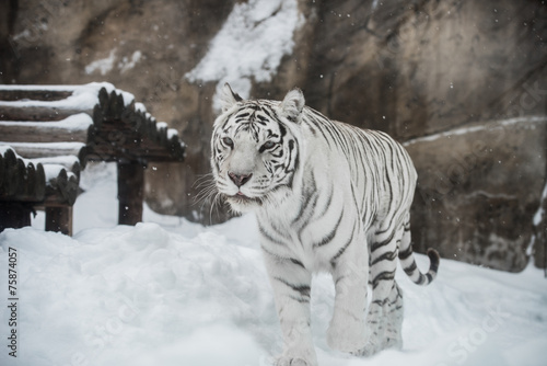 Fototapeta Naklejka Na Ścianę i Meble -  white Tiger