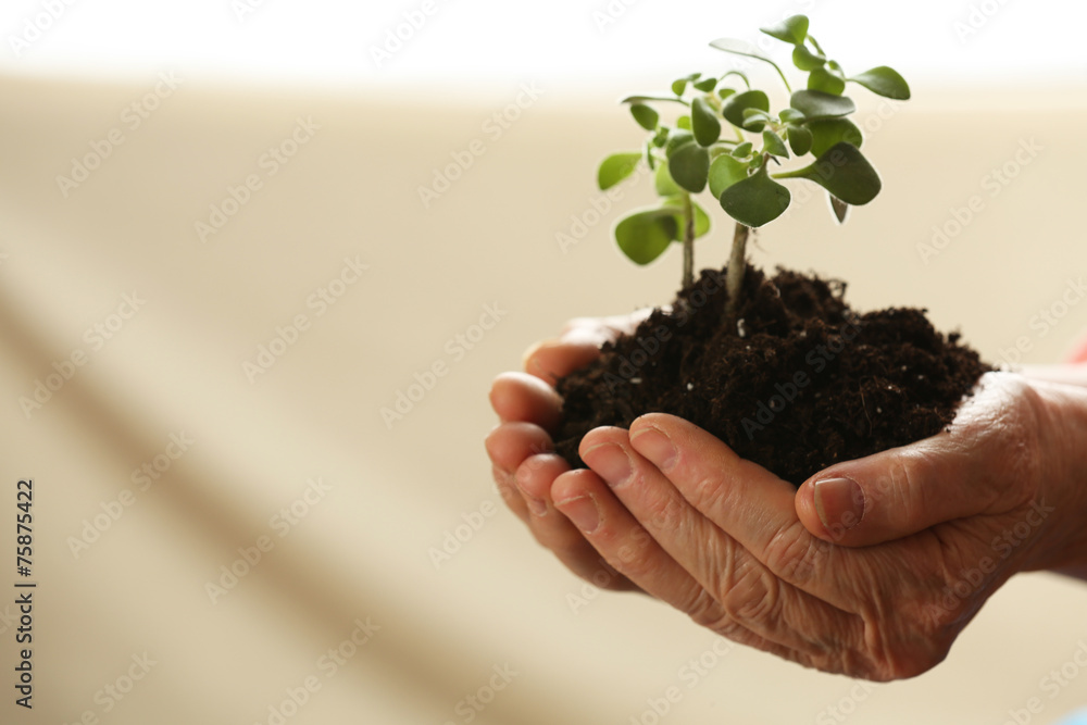 Hands of old woman and young plant on light background Hands of old woman and young plant on light background