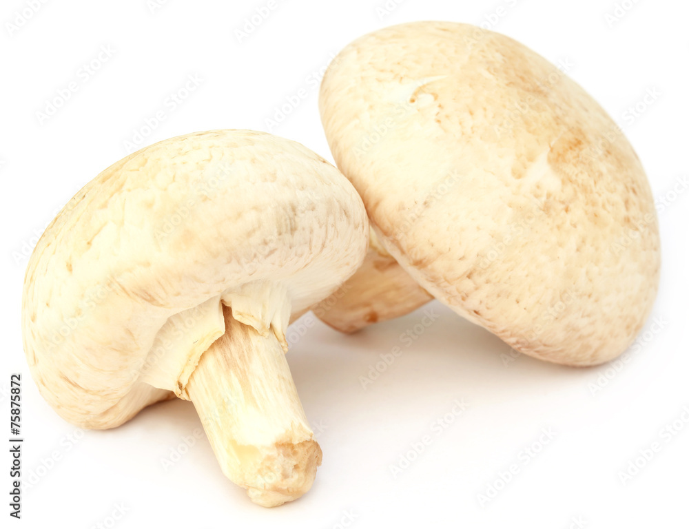Button Mushroom Button Mushroom