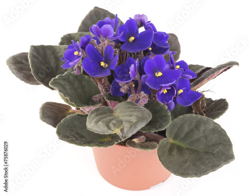 Photos blue flowers in a flowerpot