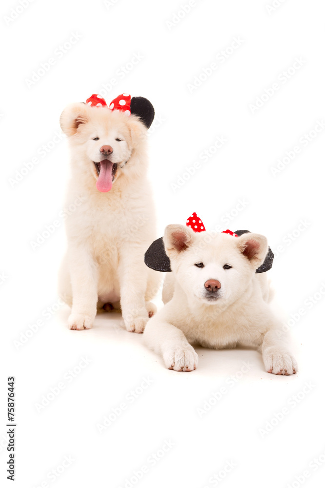 Akita Inu Akita Inu