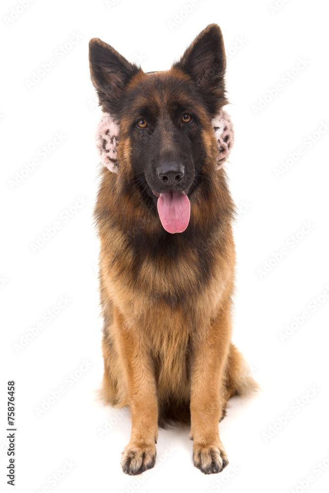 German Shepherd dog German Shepherd dog