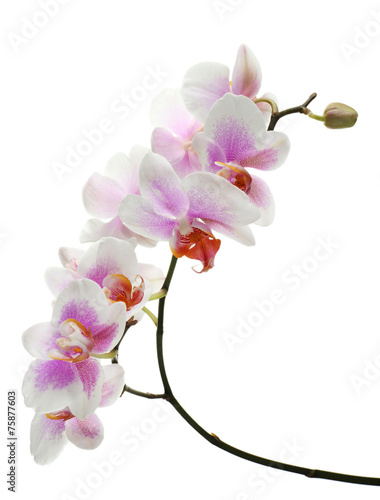 Fototapeta Naklejka Na Ścianę i Meble -  Orchid flowers isolated on white