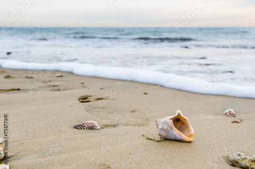 conchiglia e orma su sabbia