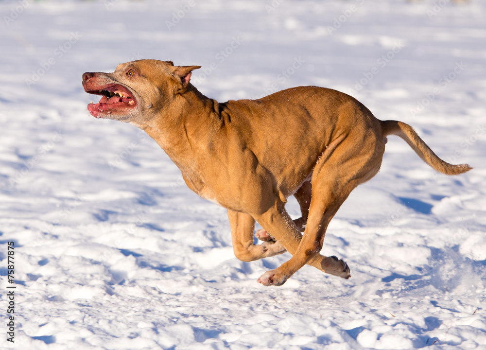 American Pit Bull Terrier running in snow American Pit Bull Terrier running in snow