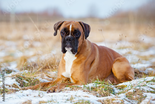 red german boxer dog lying down outdoors © otsphoto
