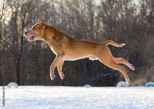 American Pit Bull Terrier jumping