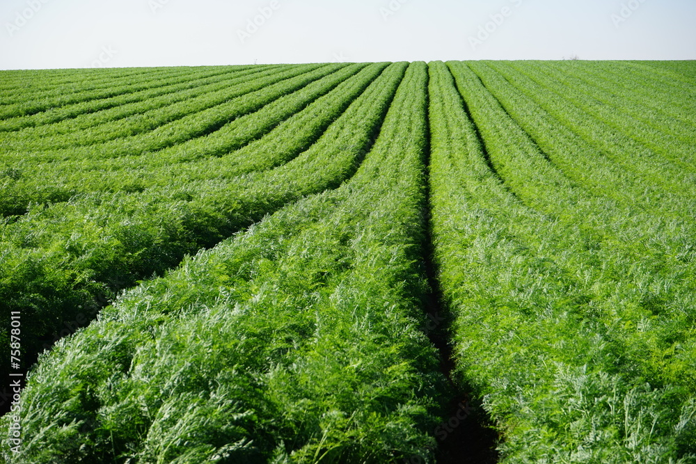 Green carrot field
