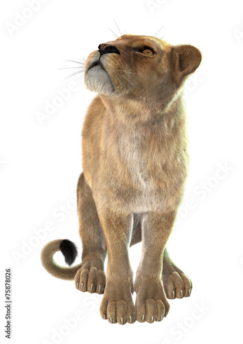 Fototapeta Naklejka Na Ścianę i Meble -  Lioness