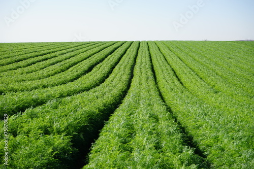 Green carrot field