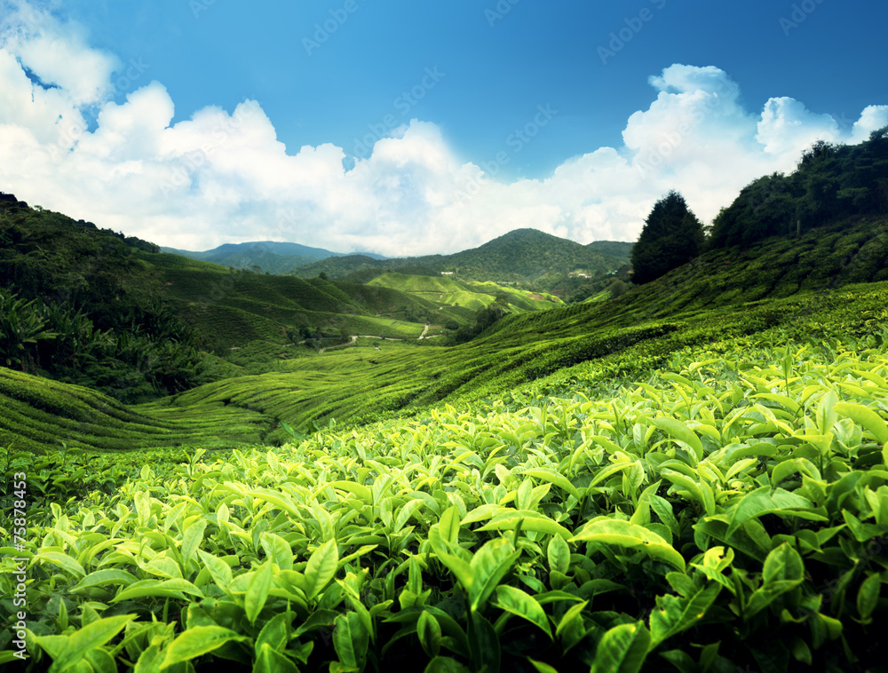 Tea plantation Cameron highlands, Malaysia Tea plantation Cameron highlands, Malaysia