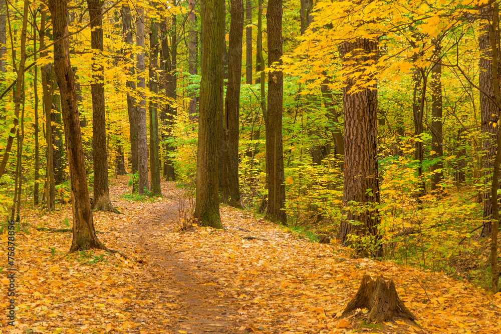 Fototapeta premium Walk along the path in the autumn forest