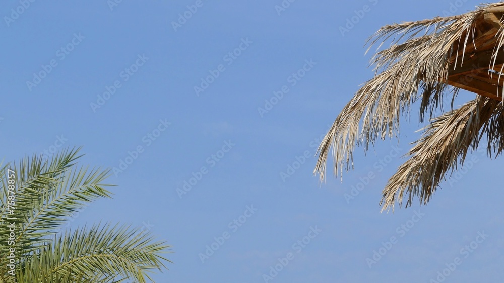Beach umbrella and palm against blue sky 4k Beach umbrella and palm against blue sky 4k
