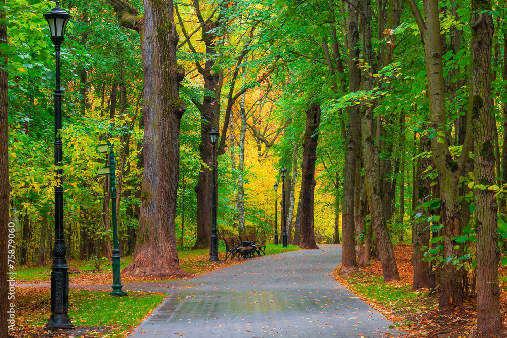 Obraz premium beautiful autumn park city no people