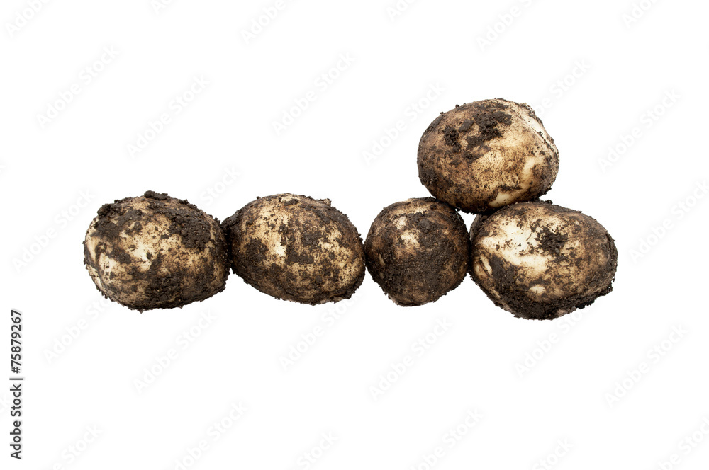Fototapeta premium dirty potatoes
