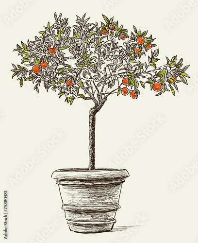 orange tree