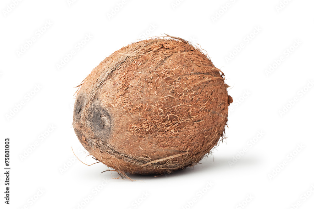 fresh coconut isolated on the white background fresh coconut isolated on the white background
