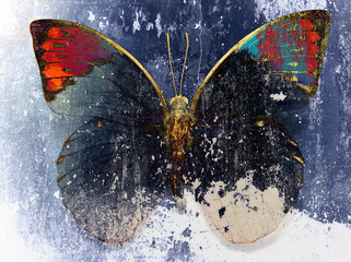 Fototapete Schmetterlinge im Grunge Grunge Schmetterling Verwitterte Oberfläche  © charles taylor