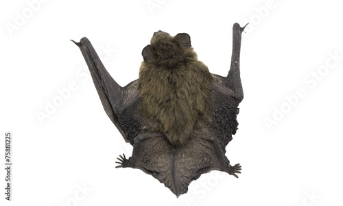 Top view of bat (Common Pipistrelle) on white background photo