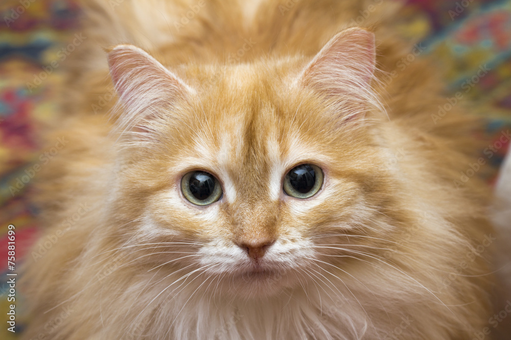 cat on the white background