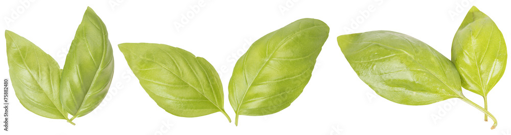Obraz premium 3 basil leaves isolated