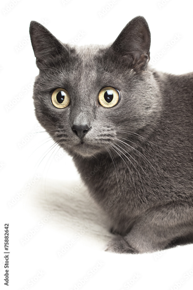 grey cat sitting on white rug background isolated