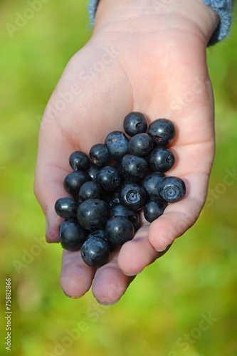 Nature gift- blueberry at the child hand