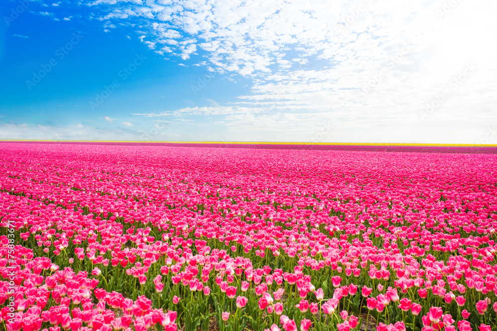 Beautiful field view of pink tulips, Netherlands