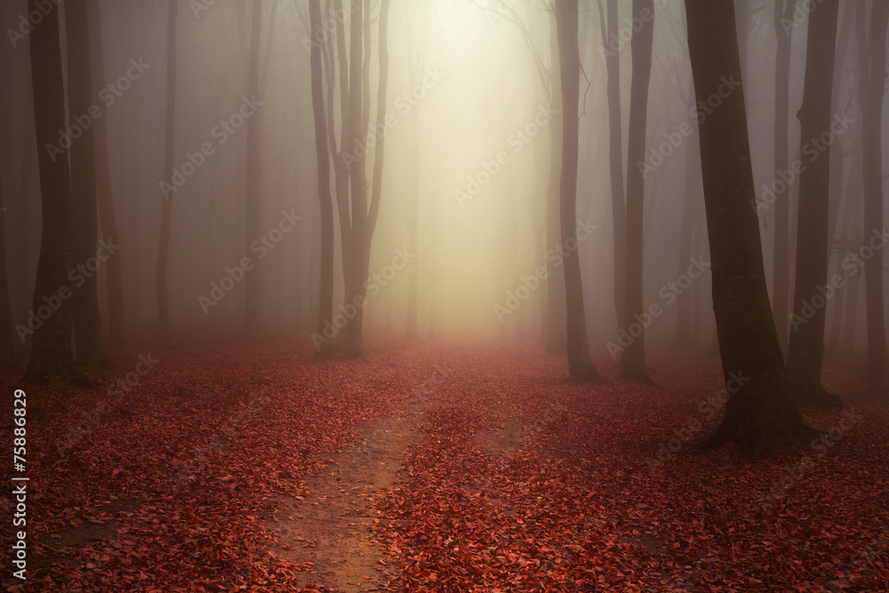 Trail in a beautiful misty forest