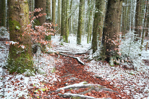 Trail of red leaves through...