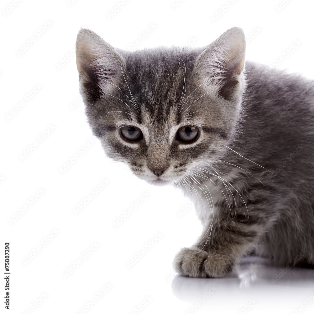 Obraz premium Portrait of a gray angry kitten.