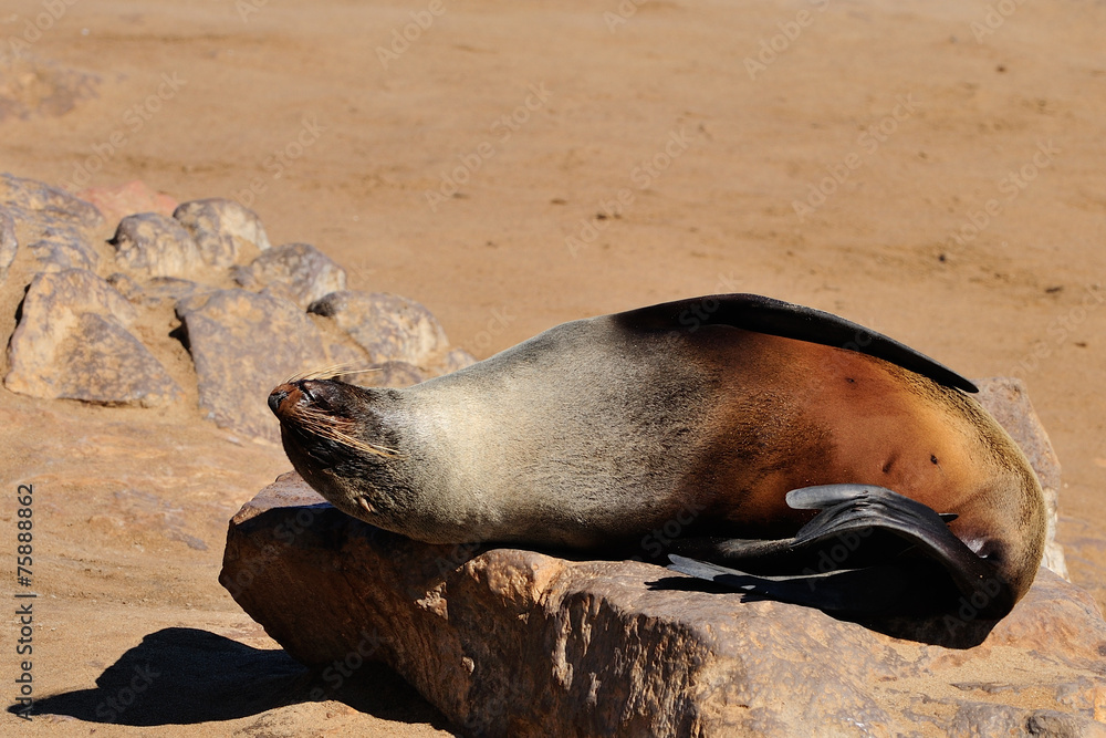 Fototapeta premium Cape fur seal
